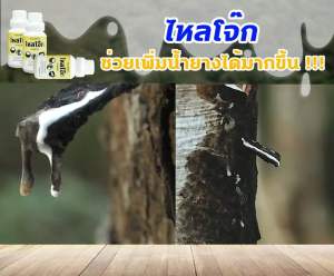 ไหลโจ๊ก เพิ่มน้ำยางได้มากถึง50% ช่วยรักษาหน้ายาง ช่วยขยายท่อน้ำยาง และสร้างความสมบูรณ์ ป้องกันเชื้อรา ขนาด500ซีซี . ไหลโจ๊ก คือ ไหลโจ๊ก คือยาอะไร - Lazada