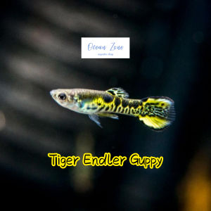 【Ocean Zone】 Red Endler Guppy / Tiger Endler Guppy - 5pcs / 10pcs (Live Fish with DOA)
