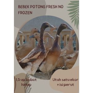 Bebek Lokal Bebek Kampung Daging Bebek 15 Up Utuh Satu Ekor