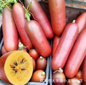 (GIỐNG MỚI) Dưa đỏ Tân Cương giống dưa mới lai tạo rất thơm ngọt - Hoang My food and beauty