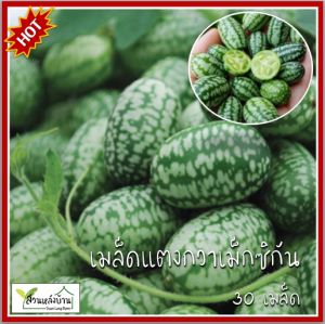 30 เมล็ด แตงกวาเม็กซิกัน Mexican Sour Gherkin เมล็ดแตงกวาเม็กซิกัน เมล็ดแตงกวา เมล็ดพันธุ์แตงกวาเม็กซิกัน เมล็ดพันธุ์แตงกวา แตงกวา