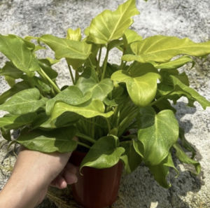 Philodedron Zanadu Golden Live Indoor plant Pokok bunga hidup Garden decoration Balcony decoration plants