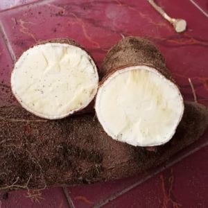 5 Kg singkong mentega  - singkong kuning - singkong tape - singkong mentah - singkong kulit ungu