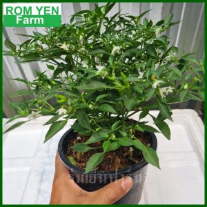 พริกขี้หนู เล็ก 5.5นิ้ว ถุงเพาะหรือกระถาง พริกประดับ ต้นพริก ต้นพริกขี้หนูสวน ต้นพริกขี้หนู พริกขี้หนูสวน ลูกดก ติดเมล็ด