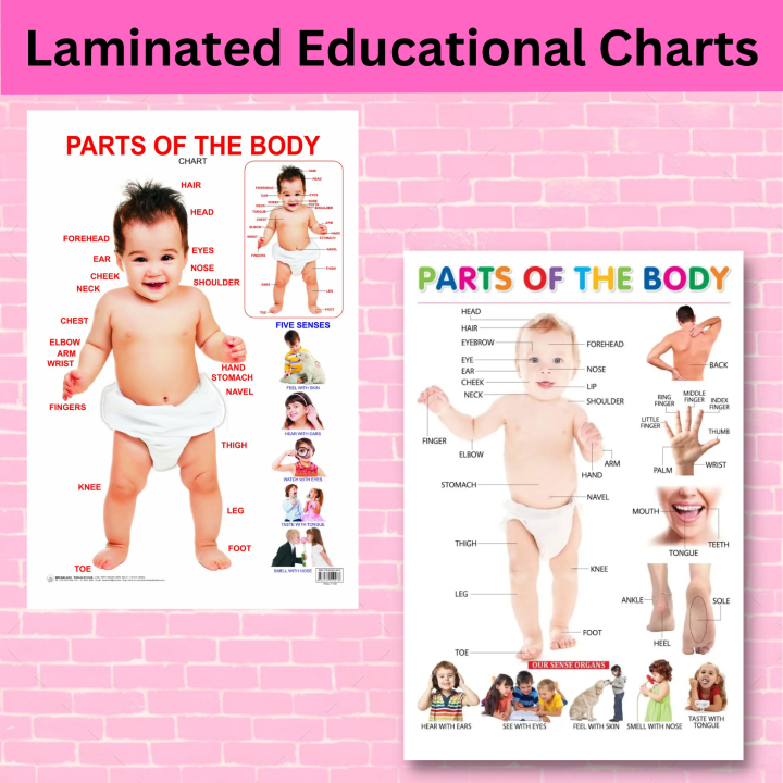 Basic Part Body Chart Laminated Parts of the Body Charts, Educational Charts for Kids ...
