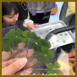 [Valitoo] 1 5 10Pcs Lucky Clover Postcards Natural Grass Transparent Wishing Cards For Bookmarks