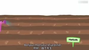 Sitao/Legume Seeds For Planting Vegetables Seeds（Pole Sitao Red Sitao French Snap Beans  - YAOZHIXIN