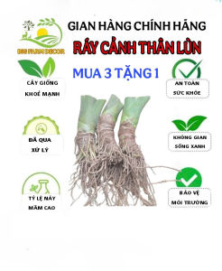 cây ráy cảnh thân lùn mua 3 tặng 1 mua 5 tặng 2