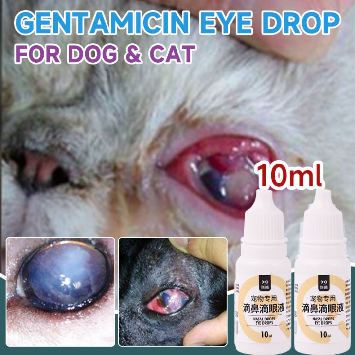 10ML Sinphar Gentamicin Eye Drops for Pet Eye Drops for Dogs Cats Pet ...