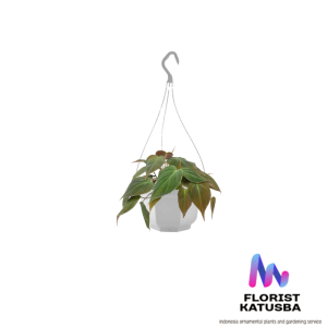 tanaman hias gantung Philodendron micans