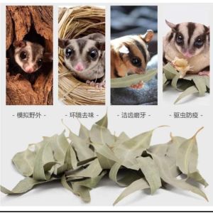 Sugar Glider Eucalyptus Leaves 蜜袋鼯桉树叶