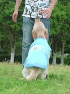 Dog Clothes Thin Summer Clothing Quick-Drying Medium and Large Size Labr Golden Retriever Canis Lupus Familiaris Border Collie  Clothes