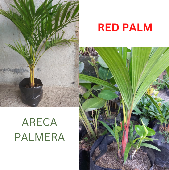 PALMERA ARECA PALM AND RED PALM INDOOR OR OUTDOOR PLANT UPROOTED AND