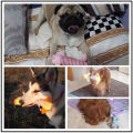 QQPET ของเล่นสัตว์เลี้ยง ของเล่นหมา ของเล่นสุนัขมีเสียง ของเล่นตุ๊กตาสัตว์เลี้ยงสุนัขยัดไส้ลายช้าง/เป็ด/หมู ตุ๊กตาบีบกัดแทะมีเสียงปี๊ปๆ จ้า. 