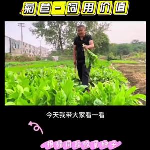 菊苣种籽养殖四季牧草种籽多年生猪牛羊鸡鸭畜牧草种将军菊苣种子