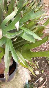 🚛 ส่งฟรี  อัพเดต 27/12/64 เฟิร์นเขากวางออสเตรเลีย ต้นไม้มงคล ไซส์ใหญ่ สูงประมาณ 70+ ซม. ฟอร์มสวย ตกแต่งบ้าน สวน เหมาะกับ 18+ ผู้ใหญ่ วัยทำงาน ทุกเพศ ยอดนิยม