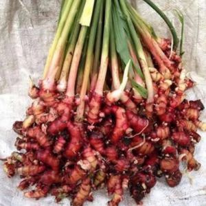 Bibit Jahe Merah Premium untuk Tanaman Hias - Paket Tanah Berkecambah