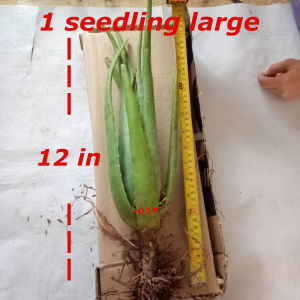 Barbadensis Giant Aloe vera plant barbaden aloe vera plants Aloevera plants aloevera live plants aloe vera leaves