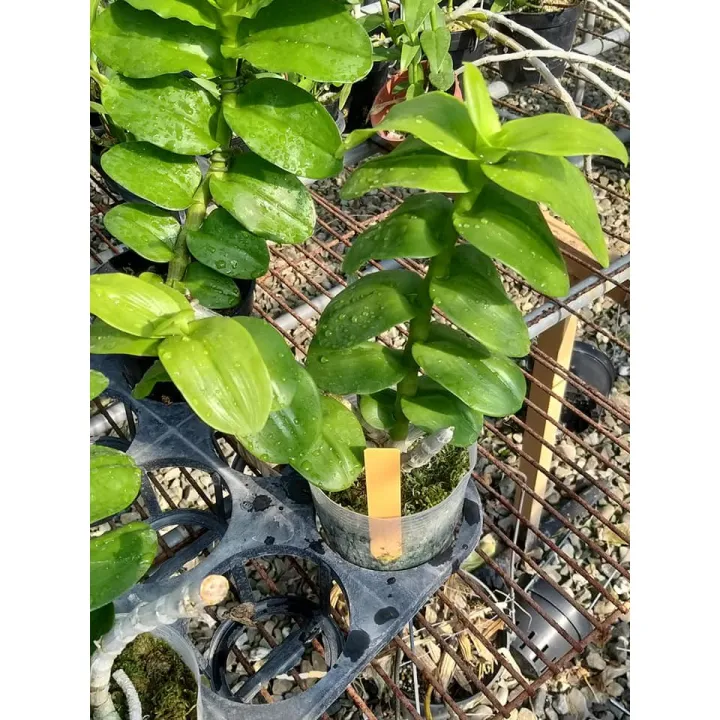 kie%20phi%20%C4%91i%E1%BB%87p%20r%E1%BB%ABng%20l%C3%A1%20m%C3%ADt%20h%C3%B2a%20b%C3%ACnh%20-%20Image%201