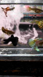 Guppy Fish gred C & D
