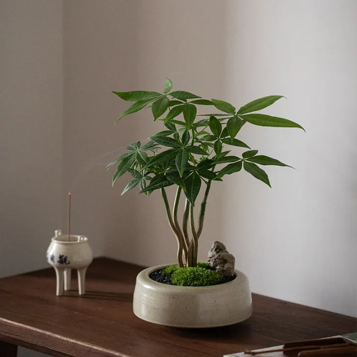 Interesting Money-Growing Tree Potted Plant for Living Room Table - A ...