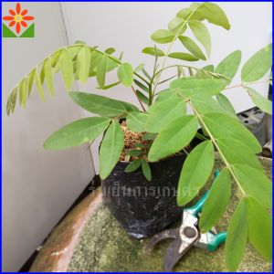 ต้นขี้เหล็ก บ้าน แตกยอดเร็ว โตเร็ว ส่งพร้อมถุง 5.5นิ้ว ขี้เหล็กบ้าน ขี้เหล็กแกง