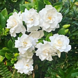 Gardenia / 栀子花 / Bunga Kaca Piring / गार्डेनिया – Gardenia Jasminoides Singapore – Fragrant Bloom Easy Care Air Purifying Evergreen Leaves Elegant Flower – LIVE PLANT