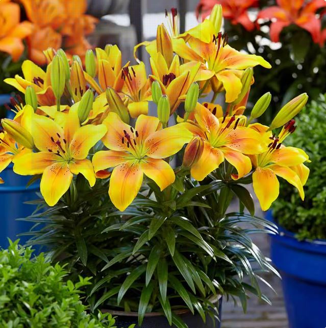 B%E1%BB%99%205%20c%E1%BB%A7%20gi%E1%BB%91ng%20hoa%20ly%20l%C3%B9n%20hoa%20m%C3%A0u%20v%C3%A0ng%20-%20Image%208