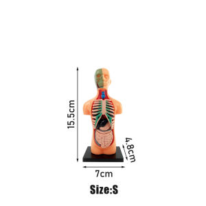 Human Anatomy Model with Digital Manual Removable Human Body Model for - Educational Torso Anatomy Model with Base for Science Learning & Medical Study