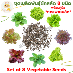 ชุดเมล็ดพันธุ์ ผักสลัด 8 ชนิด (กรีนโอ๊ค เรดโอ๊ค บัตเตอร์เฮด สลัดมิกซ์ เรดคอส กรีนคอส กรีนคอรัล พร้อมคู่มือการเพาะเมล็ด)
