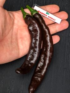 เมล็ดพันธุ์พริกพาซิลล่า บาจิโอ (Pasilla Bajio)