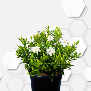 tanaman hias hidup Gardenia mini/ kacapiring mini