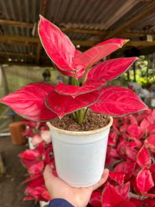 Aglaonema Fuji Red Plant with FREE plastic pot and garden soil. Live Plant for sale