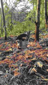 JARING BURUNG PERKUTUT JARING KUTUT #10 JARING PERKUTUT JARING BURUNG YANG MURAH JARING BURUNG PENTET JARING MANUK KUTOT JARING BURUNG 2 INCI JARING BURUNG SIAP PAKE JARING BURUNG SEGALA JENIS BURUNG JALA PIKAT BURUNG SIAP PASANG PERANGKAP BURUNG AKURAT