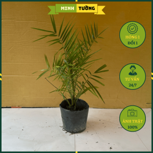 Cây Chà Là Trung Đông - Cây Trồng Villa Biệt Thự Resort