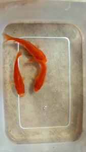 10 PCS GOLD FISH/4-6CM SIZE/FISH AQUARIUM/DELIVER TIME MONTUESWED