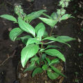 bibit tanaman daun selasih-pohon daun selasih. 