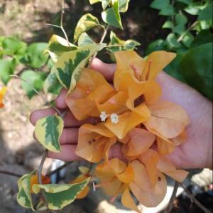 Bibit Bunga Bugenvil Varigata Kuning