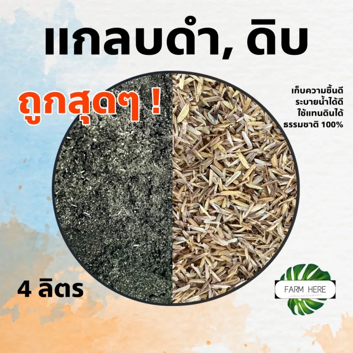 แกรบดิบและแกลบดำ เกรด A สำหรับปลูกแคคตัส