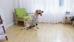 703 สนับเข่าสำหรับสัตว์เลี้ยง เสื้อผ้าสุนัข สนับเข่าสำหรับสุนัข สนับเข่าสำหรับสุนัข สนับเข่าสำหรับสุนัข สนับเข่าสำหรับสุนัขที่อบอุ่น ขายส่ง