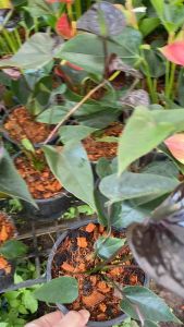 ต้นหน้าวัว ส่งติดดอกทุกต้น กระถาง 5 นิ้ว มีหลายสี เลี้ยงง่ายมาก ปลูกรำไร ในบ้านได้