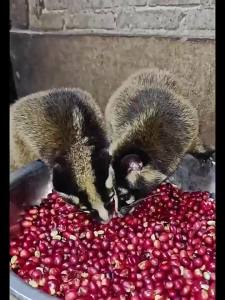 Guayaba Latte Instant 3-in-1 Strong Coffee Powder