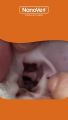 Nanovet®  Ear Cleaner Solution for Cat and Dog (150ml). 