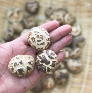 SUNHO【250g】 [M size] 茶花菇 / Premium Tea Flower Mushroom (3-4cm A1)