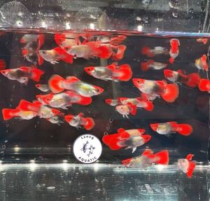 Short Body Red Koi Guppy Fish/ Livefish/ Freshwater/ 短身红头孔雀鱼