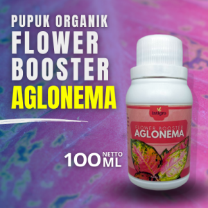 Pupuk Aglonema Untuk Daun Akar Cepat Beranak Penyubur Daun Cepat Bertunas Perbanyak Anakan Anti Kutu