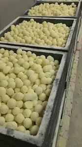 Sứ Bi Vàng Lọc Nước Bể Cá Cảnh 1kg - Vật Liệu Lọc Vi Sinh Khử Mùi Tăng Ph Nước Hồ Cá