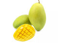 XOÀI CÁT HÒA LỘC -Cây giống. 