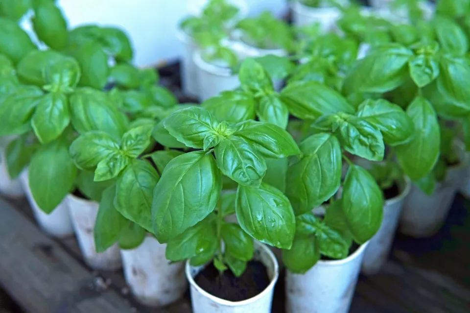 Basil Herbs Plant Best Price Live Plant for sale with FREE