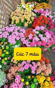 Hạt Giống Hoa Cúc 7 Màu Loại dễ trồng tỉ lệ nảy mầm 98% hoa nở siêu đẹp liên tục 4 mùa (Gói 500 hạt)
